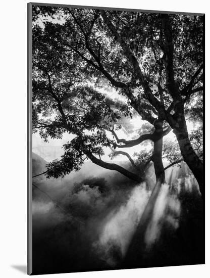 Misty Black-Design Fabrikken-Mounted Photographic Print