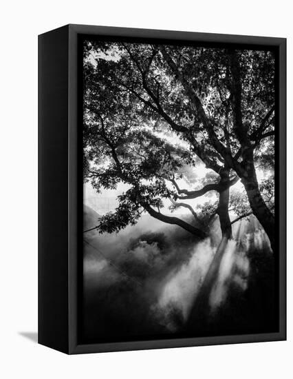 Misty Black-Design Fabrikken-Framed Stretched Canvas