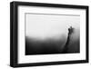 Misty Canyon with Sharp Cliff Iin Delika-Mimadeo-Framed Photographic Print