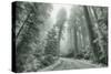 Misty Coastal Trail Road Scene, California-Vincent James-Stretched Canvas