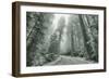 Misty Coastal Trail Road Scene, California-Vincent James-Framed Photographic Print