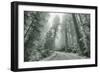 Misty Coastal Trail Road Scene, California-Vincent James-Framed Photographic Print