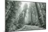 Misty Coastal Trail Road Scene, California-Vincent James-Mounted Photographic Print