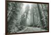 Misty Coastal Trail Road Scene, California-Vincent James-Framed Photographic Print