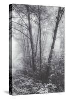 Misty Coastal Trees, Redwood Coast California-Vincent James-Stretched Canvas