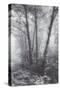 Misty Coastal Trees, Redwood Coast California-Vincent James-Stretched Canvas