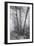 Misty Coastal Trees, Redwood Coast California-Vincent James-Framed Photographic Print