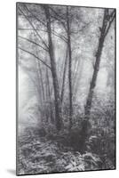 Misty Coastal Trees, Redwood Coast California-Vincent James-Mounted Photographic Print