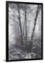 Misty Coastal Trees, Redwood Coast California-Vincent James-Framed Photographic Print