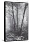 Misty Coastal Trees, Redwood Coast California-Vincent James-Framed Stretched Canvas