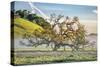 Misty Country Oak Tree, Petaluma, Sonoma County, California-Vincent James-Stretched Canvas