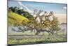 Misty Country Oak Tree, Petaluma, Sonoma County, California-Vincent James-Mounted Photographic Print