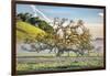 Misty Country Oak Tree, Petaluma, Sonoma County, California-Vincent James-Framed Photographic Print