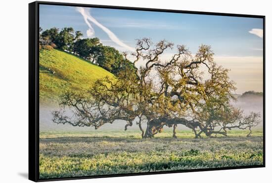 Misty Country Oak Tree, Petaluma, Sonoma County, California-Vincent James-Framed Stretched Canvas