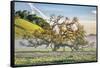Misty Country Oak Tree, Petaluma, Sonoma County, California-Vincent James-Framed Stretched Canvas
