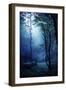 Misty, Dark Forest, Liselund Slotspark, Denmark-null-Framed Photographic Print