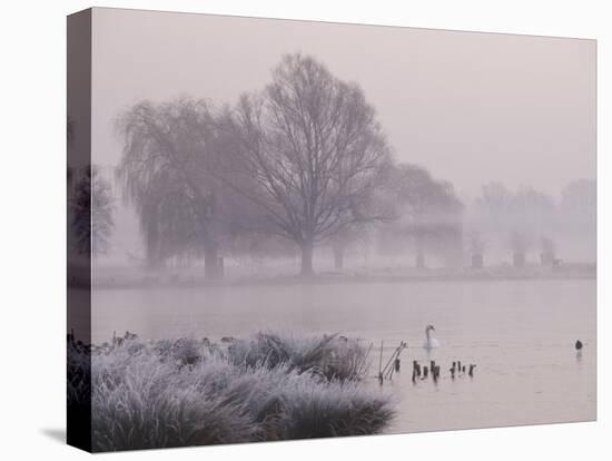 Misty Dawn over Heron Pond, Bushy Park, London, England, United Kingdom, Europe-Stuart Hazel-Stretched Canvas