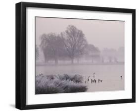 Misty Dawn over Heron Pond, Bushy Park, London, England, United Kingdom, Europe-Stuart Hazel-Framed Photographic Print