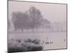 Misty Dawn over Heron Pond, Bushy Park, London, England, United Kingdom, Europe-Stuart Hazel-Mounted Photographic Print