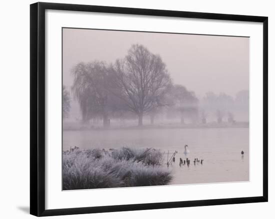 Misty Dawn over Heron Pond, Bushy Park, London, England, United Kingdom, Europe-Stuart Hazel-Framed Photographic Print