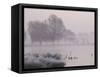 Misty Dawn over Heron Pond, Bushy Park, London, England, United Kingdom, Europe-Stuart Hazel-Framed Stretched Canvas