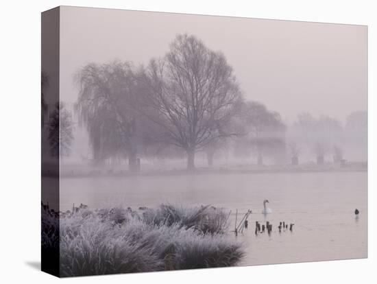 Misty Dawn over Heron Pond, Bushy Park, London, England, United Kingdom, Europe-Stuart Hazel-Stretched Canvas