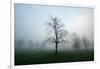 Misty Dawn, Victoria Park, Bristol, England, United Kingdom, Europe-Bill Ward-Framed Premium Photographic Print