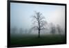 Misty Dawn, Victoria Park, Bristol, England, United Kingdom, Europe-Bill Ward-Framed Premium Photographic Print