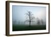 Misty Dawn, Victoria Park, Bristol, England, United Kingdom, Europe-Bill Ward-Framed Photographic Print