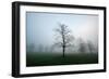 Misty Dawn, Victoria Park, Bristol, England, United Kingdom, Europe-Bill Ward-Framed Photographic Print