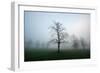 Misty Dawn, Victoria Park, Bristol, England, United Kingdom, Europe-Bill Ward-Framed Photographic Print