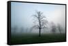 Misty Dawn, Victoria Park, Bristol, England, United Kingdom, Europe-Bill Ward-Framed Stretched Canvas