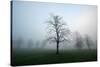 Misty Dawn, Victoria Park, Bristol, England, United Kingdom, Europe-Bill Ward-Stretched Canvas