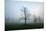 Misty Dawn, Victoria Park, Bristol, England, United Kingdom, Europe-Bill Ward-Mounted Photographic Print