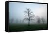 Misty Dawn, Victoria Park, Bristol, England, United Kingdom, Europe-Bill Ward-Framed Stretched Canvas