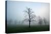 Misty Dawn, Victoria Park, Bristol, England, United Kingdom, Europe-Bill Ward-Stretched Canvas