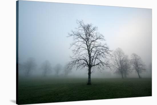 Misty Dawn, Victoria Park, Bristol, England, United Kingdom, Europe-Bill Ward-Stretched Canvas