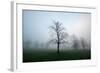 Misty Dawn, Victoria Park, Bristol, England, United Kingdom, Europe-Bill Ward-Framed Photographic Print