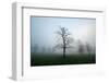 Misty Dawn, Victoria Park, Bristol, England, United Kingdom, Europe-Bill Ward-Framed Photographic Print