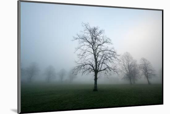 Misty Dawn, Victoria Park, Bristol, England, United Kingdom, Europe-Bill Ward-Mounted Photographic Print