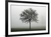 Misty Dawn, Victoria Park, Bristol, England, United Kingdom, Europe-Bill Ward-Framed Photographic Print