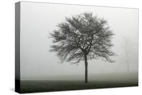 Misty Dawn, Victoria Park, Bristol, England, United Kingdom, Europe-Bill Ward-Stretched Canvas