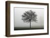 Misty Dawn, Victoria Park, Bristol, England, United Kingdom, Europe-Bill Ward-Framed Photographic Print