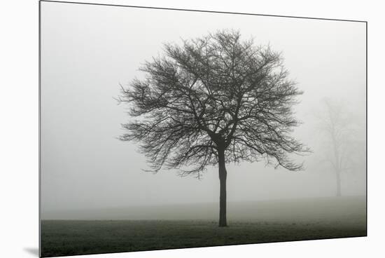 Misty Dawn, Victoria Park, Bristol, England, United Kingdom, Europe-Bill Ward-Mounted Premium Photographic Print