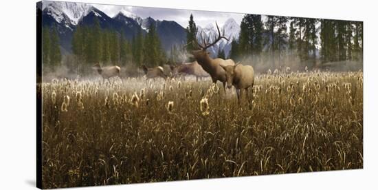 Misty Elk-Steve Hunziker-Stretched Canvas