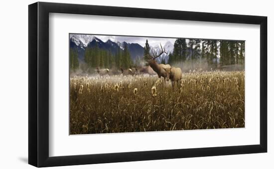 Misty Elk-Steve Hunziker-Framed Art Print