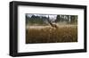 Misty Elk-Steve Hunziker-Framed Art Print