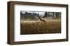 Misty Elk-Steve Hunziker-Framed Art Print