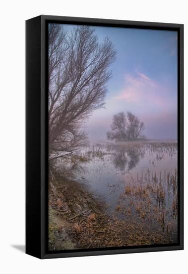 Misty Foggy Tree Scene, Merced Wildlife Refuge-null-Framed Stretched Canvas