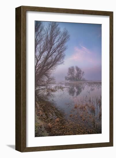 Misty Foggy Tree Scene, Merced Wildlife Refuge-null-Framed Photographic Print